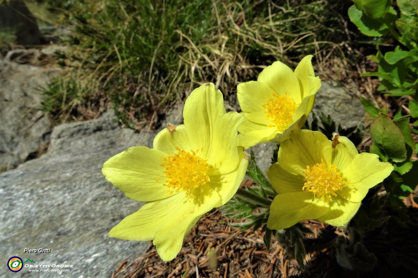 93 Pulsatilla alpina sulfurea.JPG